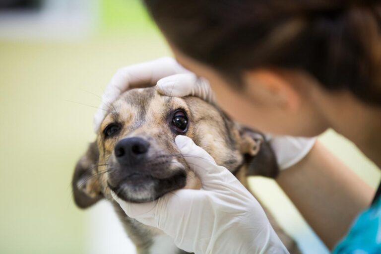 Il Tuo Cane Barcolla E Vomita Attenzione A Questi Due Sintomi Ecco Di