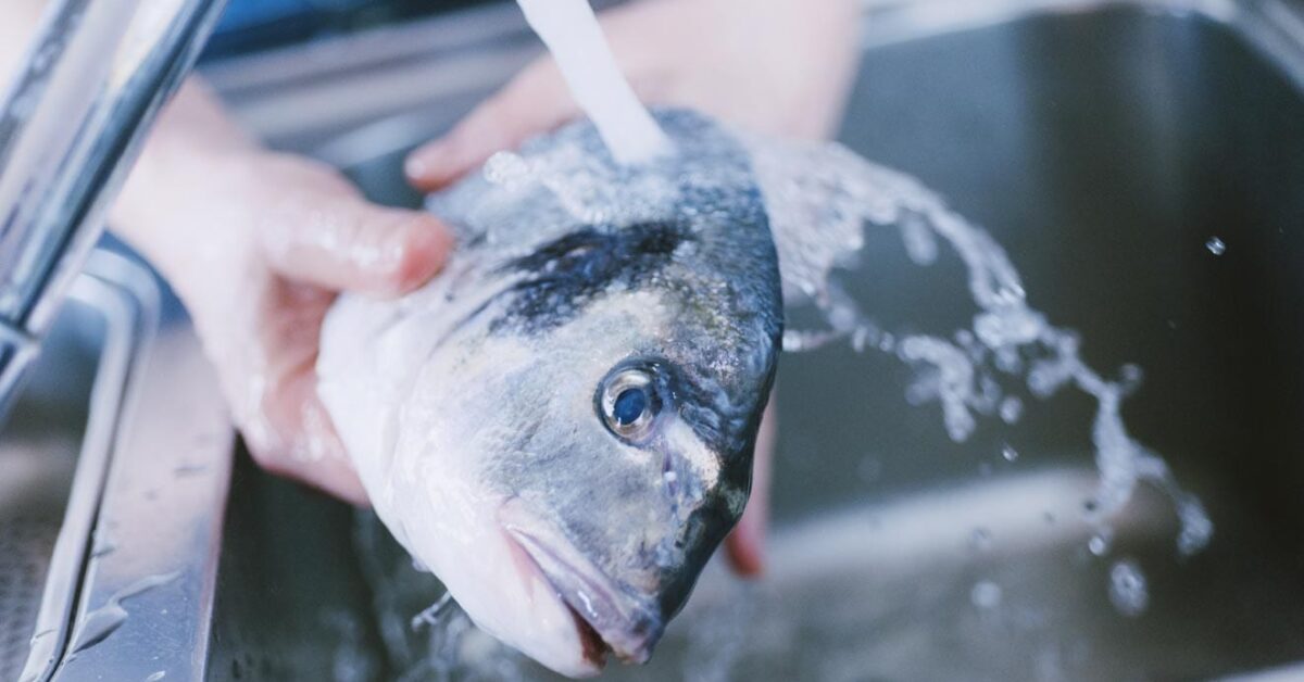 Il pesce va lavato prima di cucinarlo Scopri la verità definitiva