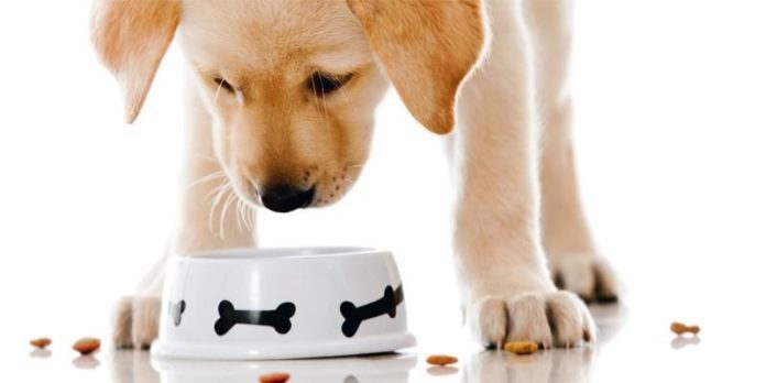 7 Alimenti Che I Cani Non Devono Assolutamente Mangiare