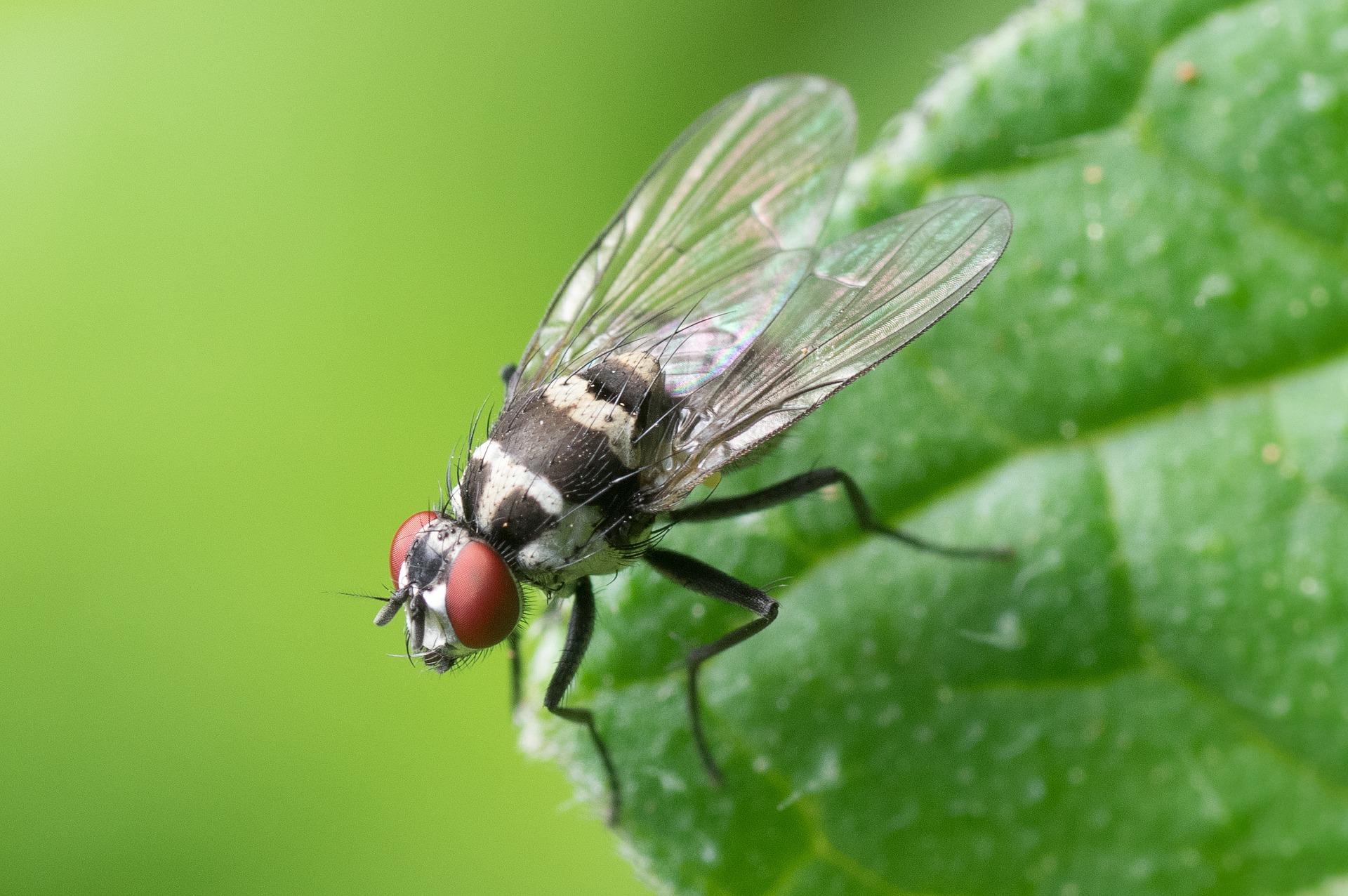 mosca-nera-l-invasione-a-causa-del-lockdown-per-coronavirus