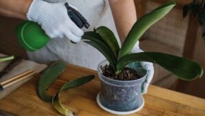 Orchidea: ecco il fertilizzante che ti aiuta a tenerla sana e forte