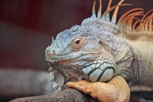 Iguana ruba una torta a una bambina e le trasmette una malattia ‘insolita’