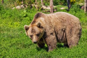 Cosa fare se incontri un orso: consigli di sicurezza essenziali