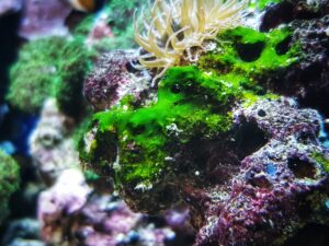 La verità sulle alghe tossiche e i loro effetti sulla salute umana