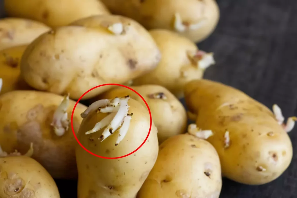 Si possono mangiare le patate germogliate?