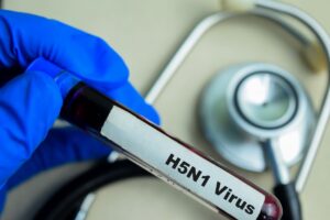 Allarme rosso per l’influenza aviaria, ONU: “Misure preventive per evitare una nuova pandemia”