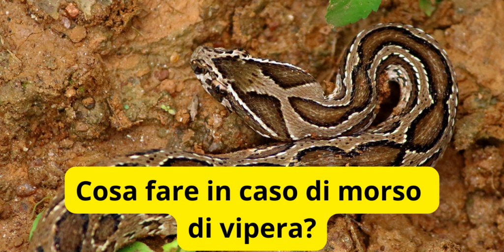 Cosa fare in caso di morso di vipera?