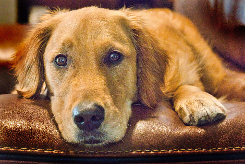 Cane sotto stress.