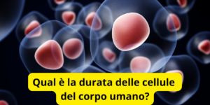 Qual è la durata delle cellule del corpo umano?