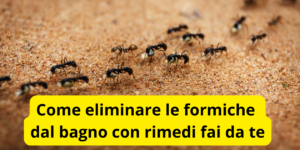 Come eliminare le formiche dal bagno con rimedi fai da te