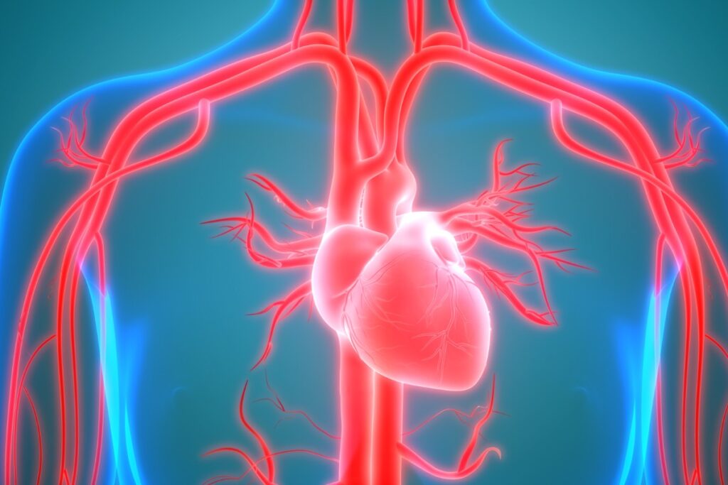 Arterie e vene: sai distinguerle? Come fare