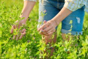 Alfalfa: superfood dimenticato, scopri i suoi poteri nascosti