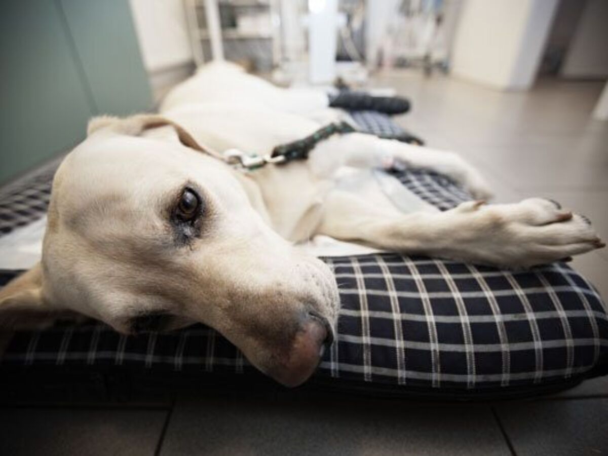 Pancreatite Nel Cane Cos E Sintomi Diagnosi E Cura